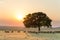 Beautiful rural landscape with a flock of sheeps and a big lonely tree in the setting light of golden hour