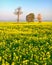 Beautiful rural landscape of Lithuania.TreeS on a rapeseed field