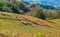 Beautiful rural landscape sheeps grazing in fields