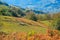 Beautiful rural landscape sheeps grazing in fields