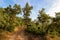 Beautiful rural portuguese landscape with Cork oak tree forest Quercus suber in evening sun, Alentejo Portugal Europe