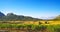 Beautiful rural quiet yellow green landscape valley, olive grove, hills, sea of low morning stratus clouds, agriculture fields,