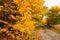 Beautiful rural ride in autumn time in dark forest