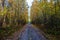 Beautiful rural road in sun beams in autumn forest in the morning