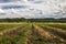 Beautiful rural scenery with field and pretty vivid cloudy sky