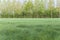 Beautiful rural spring landscape: Green field of barley and poplars on sunny day