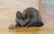 A beautiful Russian blue kitten playing with a toy mouse