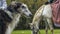 Beautiful russian borzoi or greyhound dogs with horse. Close-up view of dogs and hotse heads. Animal concept.