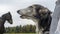 Beautiful russian borzoi or greyhound dogs with horse. Close-up view of dogs and hotse heads. Animal concept.