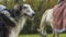 Beautiful russian borzoi or greyhound dogs with horse. Close-up view of dogs and hotse heads. Animal concept