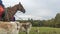 Beautiful russian borzoi or greyhound dogs with horse. Close-up view of dogs and hotse heads. Animal concept