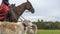 Beautiful russian borzoi or greyhound dogs with horse. Close-up view of dogs and hotse heads. Animal concept.