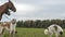 Beautiful russian borzoi or greyhound dogs with horse. Close-up view of dogs and hotse heads. Animal concept.