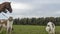 Beautiful russian borzoi or greyhound dogs with horse. Close-up view of dogs and hotse heads. Animal concept.