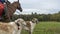 Beautiful russian borzoi or greyhound dogs with horse. Close-up view of dogs and hotse heads. Animal concept.