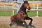 Beautiful russian stallion