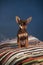 Beautiful Russian Toy Terrier sits on a striped plaid on a blue background.