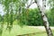 Beautiful Russian tree against the background of the field and the forest. Young birch in a wooden fence. Pacification in old age