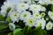 Beautiful rustic arrangement of white chrysanthemum blooming flowers, with green leaves. Also called mums or chrysanths.