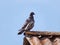 Beautiful rustic pigeon on the roof.