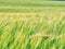 Beautiful rye or barley field, grain field in hot summer