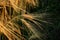 Beautiful rye wheat field in amazing sunshine moment in summer e