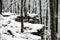 Beautiful s of the snowy woods in the Kleine Kalmit hill in Landau, Rhineland-Palatinate, Germany