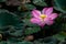 Beautiful Sacred Lotus flower blooming in a pond with soft morning light