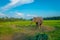 Beautiful sad elephant chained in a wooden pillar at outdoors, in Chitwan National Park, Nepal, sad paquiderm in a