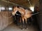 Beautiful saddle horse with unknown rider indoor