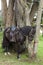 Beautiful saddled black horse; attached to a tree