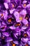 Beautiful Saffron crocus flowers as background, top view