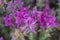 Beautiful sage Salvia viridis flowerin in garden, group of purple annual clary orval leaves on tall green stem in bloom