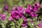 Beautiful sage Salvia viridis flowerin in garden, group of purple annual clary orval leaves on tall green stem in bloom