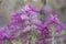 Beautiful sage Salvia viridis flowerin in garden, group of purple annual clary orval leaves on tall green stem in bloom