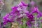 Beautiful sage Salvia viridis flowerin in garden, group of purple annual clary orval leaves on tall green stem in bloom