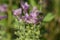 Beautiful sage Salvia viridis flowerin in garden, group of purple annual clary orval leaves on tall green stem in bloom