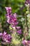 Beautiful sage Salvia viridis flowerin in garden, group of purple annual clary orval leaves on tall green stem in bloom