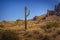 Beautiful Saguaro Cactus