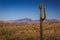 Beautiful Saguaro Cactus