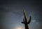 Beautiful Saguaro Cactus under the Milky Way Galaxy