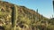 Beautiful Saguaro`s at sunset at Saguaro National Park