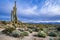 Beautiful saguaro in the Sonoran desert of Arizona
