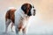 A beautiful Saint Bernard dog, on the snow. Ai generated