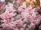 Beautiful Sakura Flowers in Japan, Selective Focus