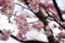 Beautiful sakura flowers show details