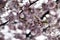 Beautiful sakura flowers show details