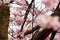 Beautiful sakura flowers show details