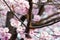 Beautiful sakura flowers show details