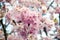 Beautiful sakura flowers show details